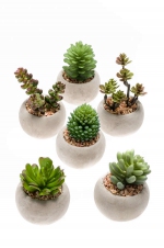 Succulent mix 6 stuks in cement pot d65mm